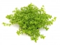 Preview: Hemianthus glomeratus - Zierliches Perlenkraut